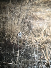 Poecile carolinensis
