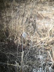Poecile carolinensis