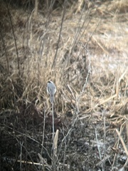 Poecile carolinensis