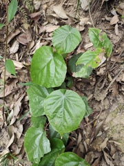 Pterospermum heterophyllum