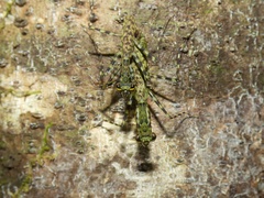 Liturgusa