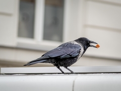 Corvus cornix × corone