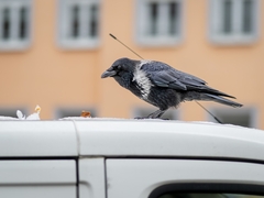 Corvus cornix × corone