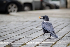 Corvus cornix × corone