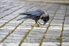 Corvus cornix × corone