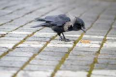 Corvus cornix × corone