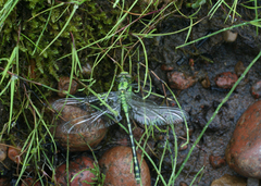 Ophiogomphus obscurus