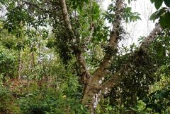Ficus hispida