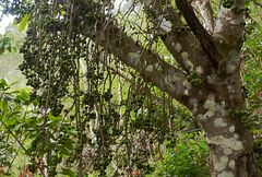 Ficus hispida