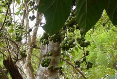 Ficus hispida