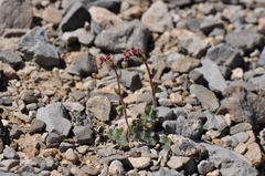 Saxifraga cernua