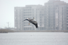 Ardea cinerea