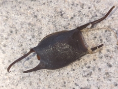Leucoraja erinaceus
