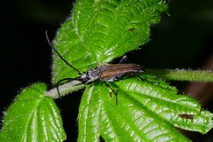 Trachysida mutabilis