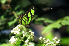 Philaethria wernickei