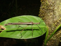 Pseudophasma unicolor