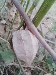 Physalis peruviana