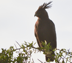 Lophaetus occipitalis