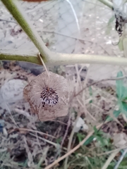 Physalis peruviana