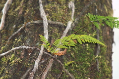 Davallia tyermannii