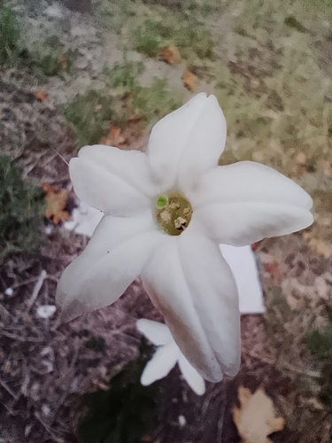 Nicotiana longiflora iNat (2)