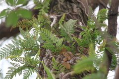 Davallia tyermannii
