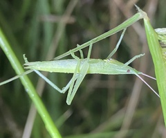 Copiphorini