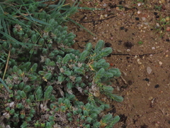 Crucianella maritima