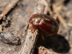 Chrysolina staphylaea