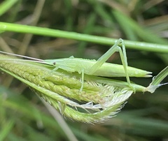 Copiphorini