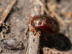Chrysolina staphylaea