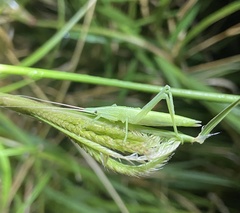 Copiphorini
