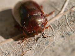 Chrysolina staphylaea