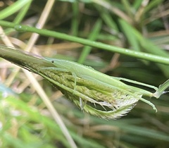 Copiphorini