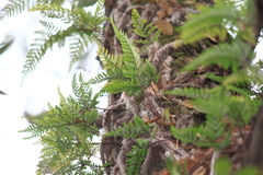 Davallia tyermannii
