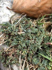 Hippocrepis