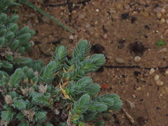 Crucianella maritima