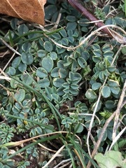 Hippocrepis