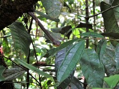 Chironius multiventris