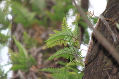 Davallia tyermannii