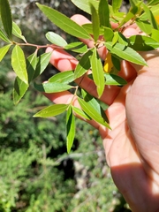 Maytenus boaria