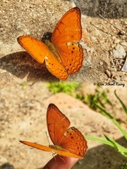 Cirrochroa tyche rotundata