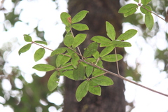 Quercus phillyreoides