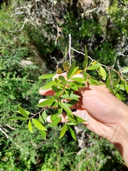 Maytenus boaria