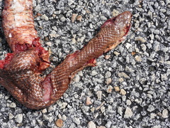 Drymarchon melanurus