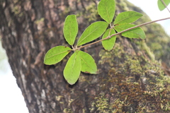 Quercus phillyreoides