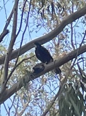 Accipiter melanoleucus