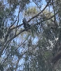 Accipiter melanoleucus