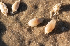 Emerita brasiliensis