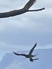 Accipiter melanoleucus